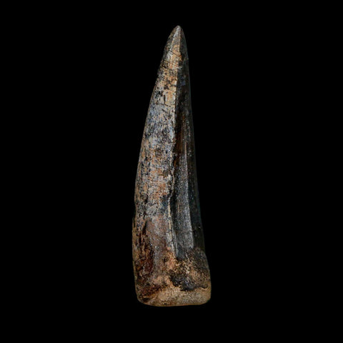 1.9" Suchomimus Fossil Tooth Cretaceous Spinosaurid Dinosaur Elraz FM Niger COA - Fossil Age Minerals