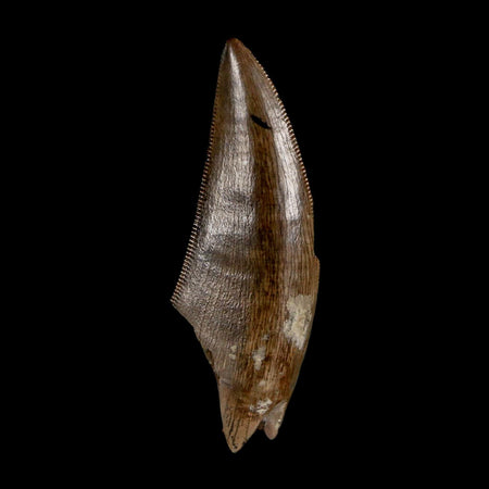 1.4" Tyrannosaur Serrated Fossil Tooth Cretaceous Dinosaur Judith River FM MT COA