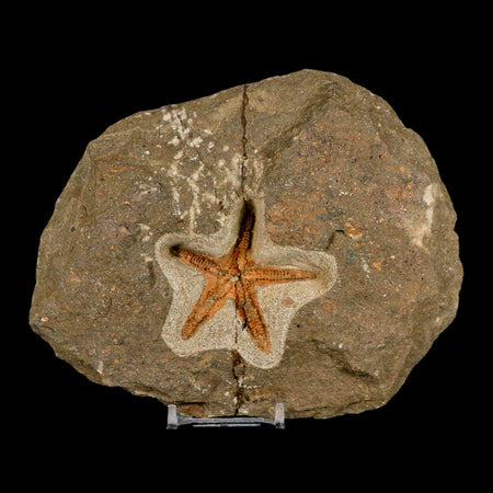 53MM Brittle Star Petraster Starfish Fossil Ordovician Age Blekus Morocco COA Stand