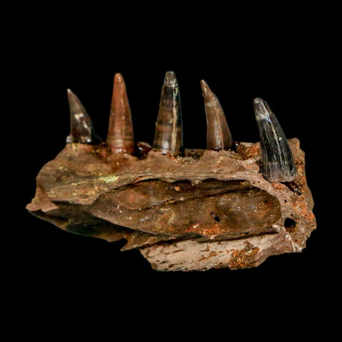 1.8" Crocodile Fossil Jaw Section With Teeth Hell Creek FM Cretaceous Age MT Riker Box