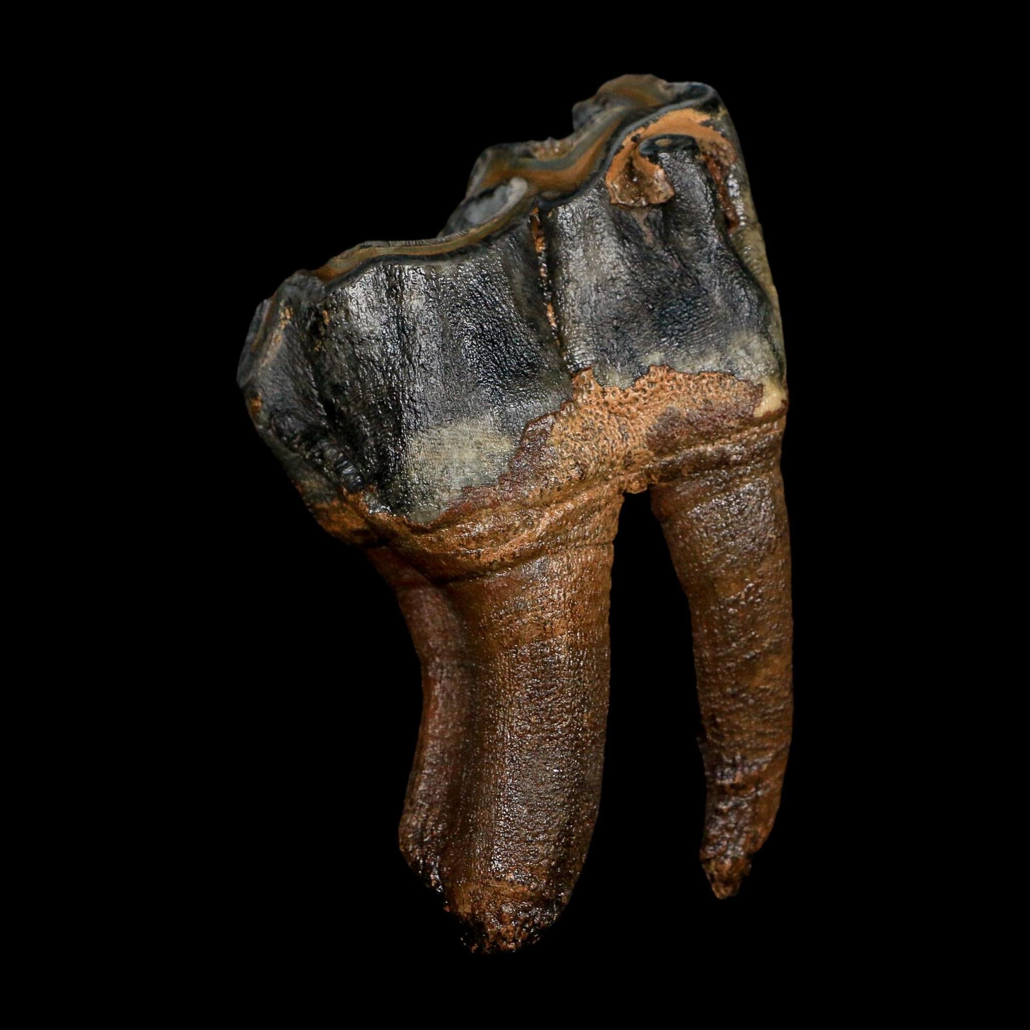 3.7" Woolly Rhinoceros Fossil Rooted Tooth Pleistocene Age Megafauna Russia COA