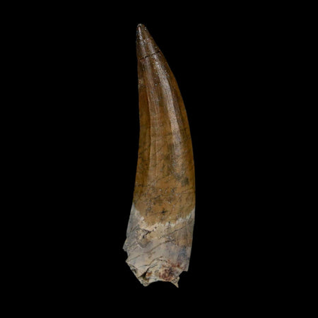 2.2" Suchomimus Fossil Tooth Cretaceous Spinosaurid Dinosaur Elraz FM Niger COA