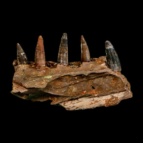 1.8" Crocodile Fossil Jaw Section With Teeth Hell Creek FM Cretaceous Age MT Riker Box