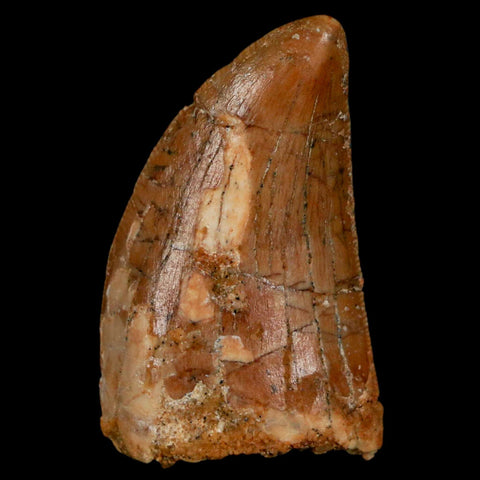 1.3" Carcharodontosaurus Fossil Tooth Cretaceous Dinosaur Morocco COA, Display - Fossil Age Minerals