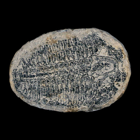 1.4" Elrathia Kingi Trilobite Fossil Utah Cambrian Age 521 Million Years Old COA - Fossil Age Minerals