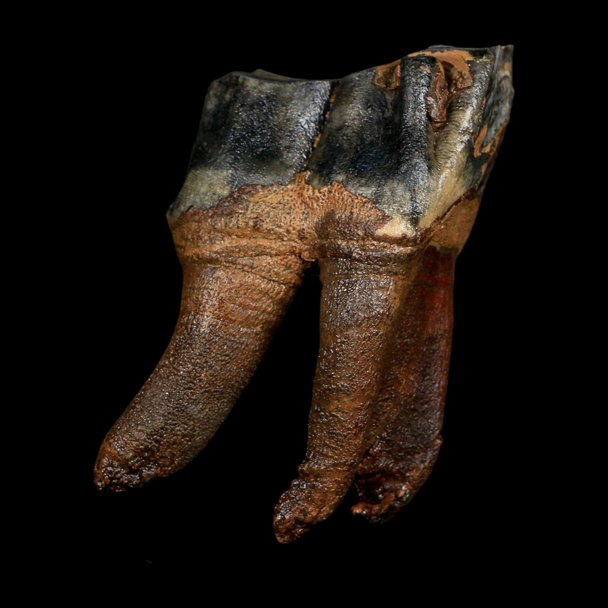 3.7" Woolly Rhinoceros Fossil Rooted Tooth Pleistocene Age Megafauna Russia COA