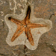 53MM Brittle Star Petraster Starfish Fossil Ordovician Age Blekus Morocco COA Stand