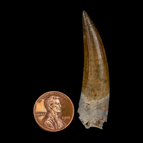 2.2" Suchomimus Fossil Tooth Cretaceous Spinosaurid Dinosaur Elraz FM Niger COA - Fossil Age Minerals