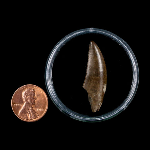1.4" Tyrannosaur Serrated Fossil Tooth Cretaceous Dinosaur Judith River FM MT COA