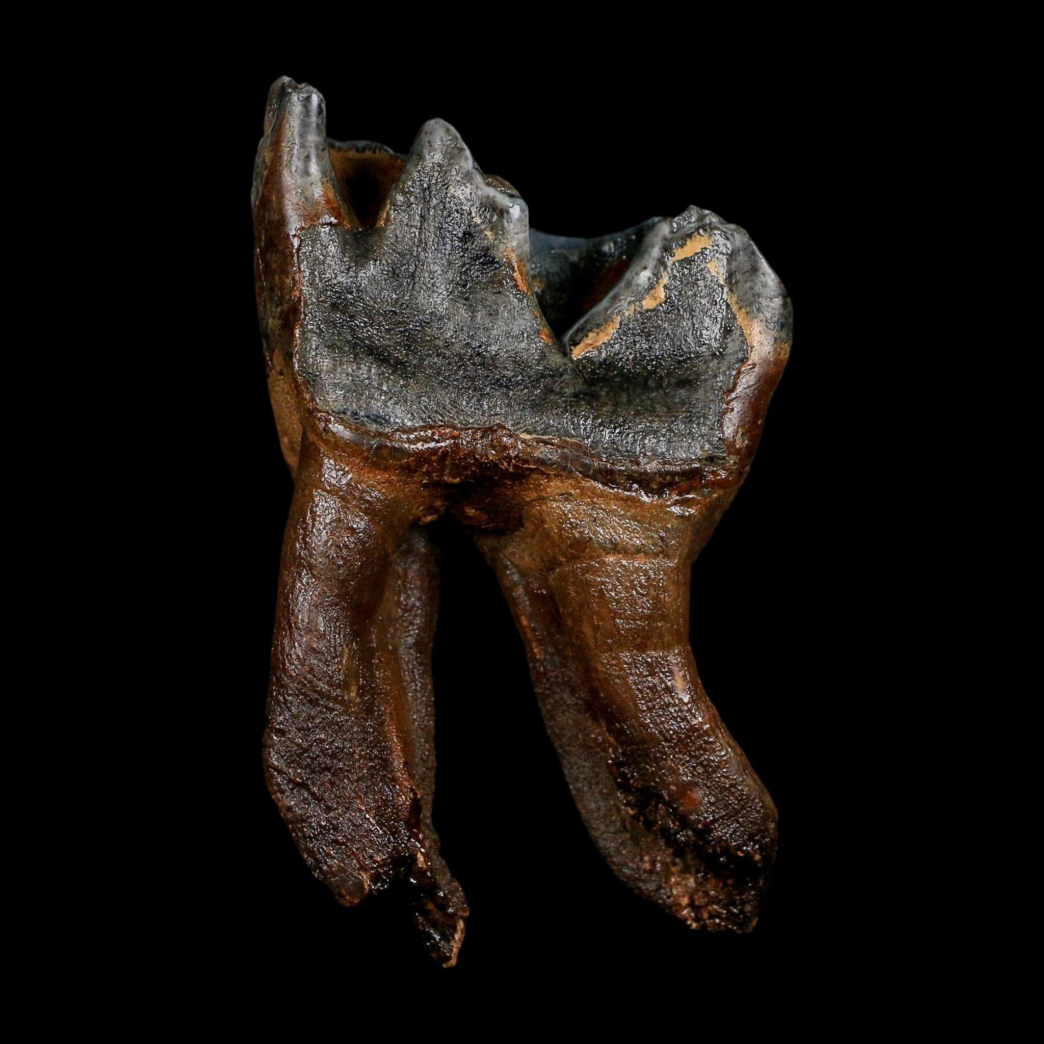 3.7" Woolly Rhinoceros Fossil Rooted Tooth Pleistocene Age Megafauna Russia COA
