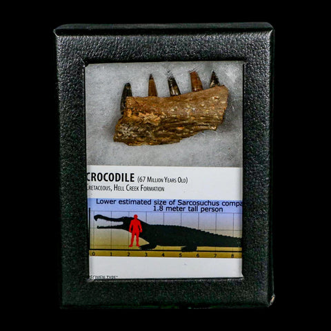 1.8" Crocodile Fossil Jaw Section With Teeth Hell Creek FM Cretaceous Age MT Riker Box