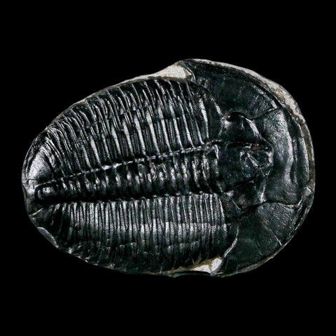 1.3" Elrathia Kingi Trilobite Fossil Utah Cambrian Age 521 Million Years Old COA - Fossil Age Minerals