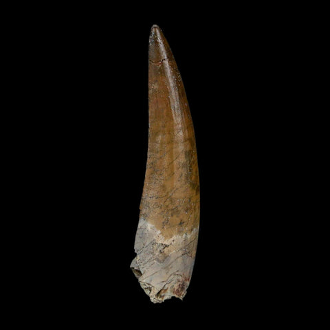 2.2" Suchomimus Fossil Tooth Cretaceous Spinosaurid Dinosaur Elraz FM Niger COA - Fossil Age Minerals
