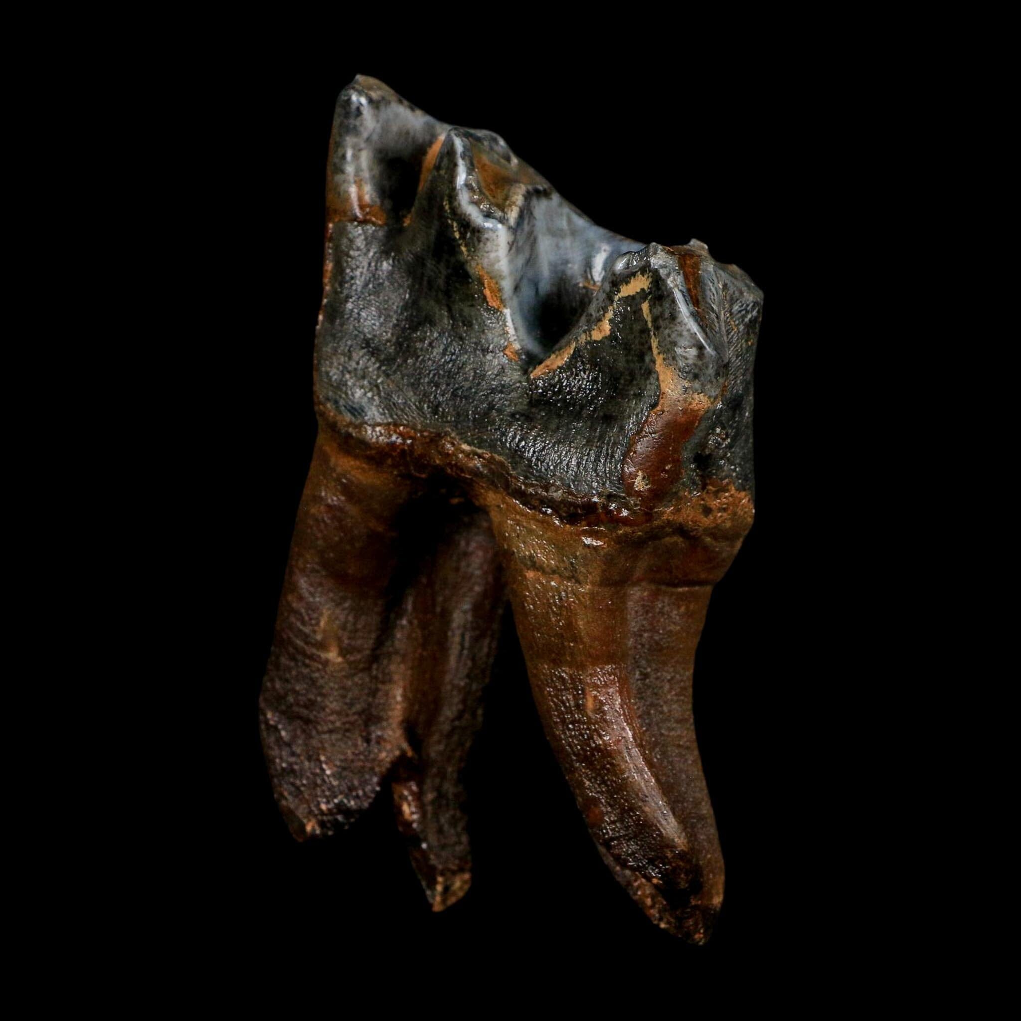 3.7" Woolly Rhinoceros Fossil Rooted Tooth Pleistocene Age Megafauna Russia COA