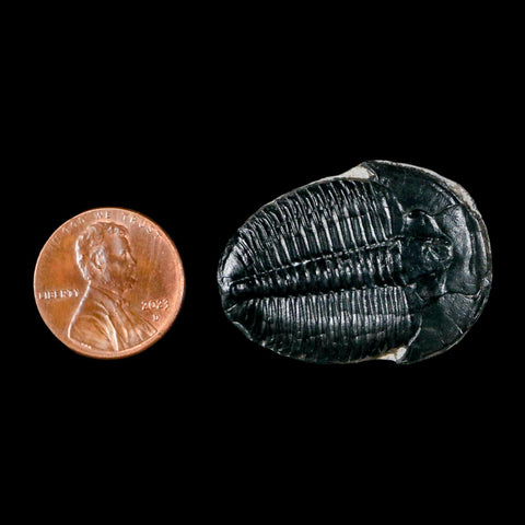 1.3" Elrathia Kingi Trilobite Fossil Utah Cambrian Age 521 Million Years Old COA - Fossil Age Minerals