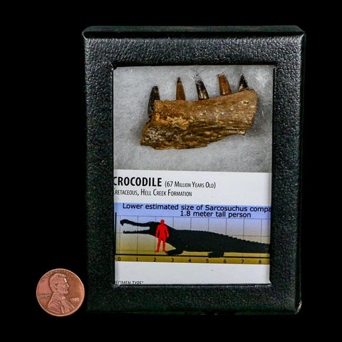 1.8" Crocodile Fossil Jaw Section With Teeth Hell Creek FM Cretaceous Age MT Riker Box