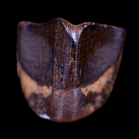 0.4" Lambeosaurus Fossil Tooth Judith River FM Montana Cretaceous Dinosaur COA - Fossil Age Minerals