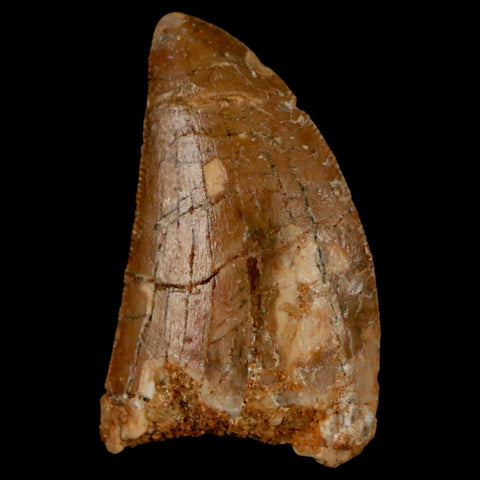 1.3" Carcharodontosaurus Fossil Tooth Cretaceous Dinosaur Morocco COA, Display - Fossil Age Minerals