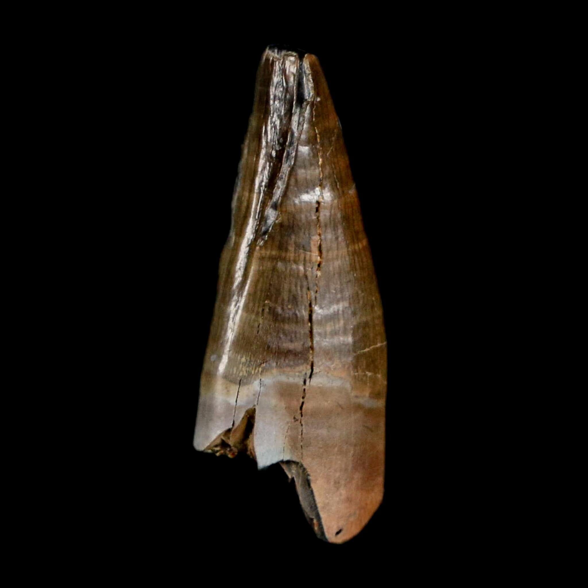 0.9" Tyrannosaur Fossil Premax Tooth Cretaceous Dinosaur Judith River FM MT COA - Fossil Age Minerals