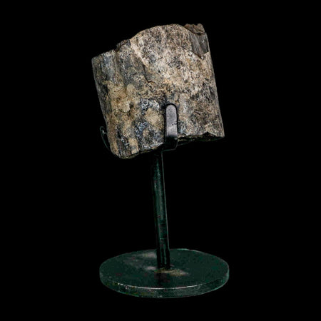 1.7" Allosaurus Fossil Rib Bone Morrison FM Colorado Jurassic Dinosaur COA Stand