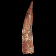 XXL 4.6" Spinosaurus Fossil Tooth 100 Million Years Old Cretaceous Dinosaur COA