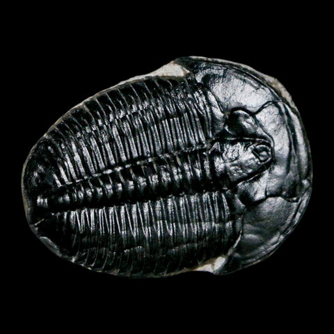 1.3" Elrathia Kingi Trilobite Fossil Utah Cambrian Age 521 Million Years Old COA - Fossil Age Minerals