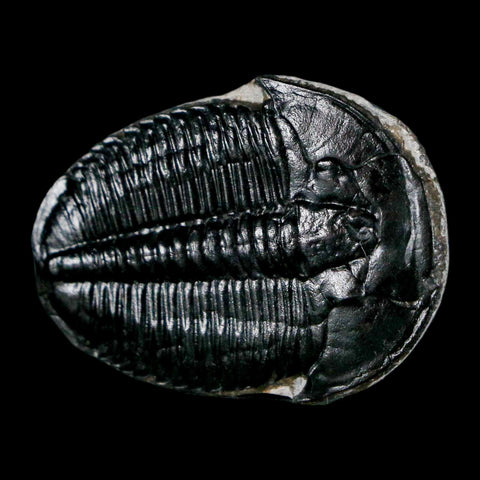 1.3" Elrathia Kingi Trilobite Fossil Utah Cambrian Age 521 Million Years Old COA - Fossil Age Minerals