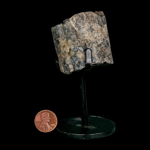 1.7" Allosaurus Fossil Rib Bone Morrison FM Colorado Jurassic Dinosaur COA Stand