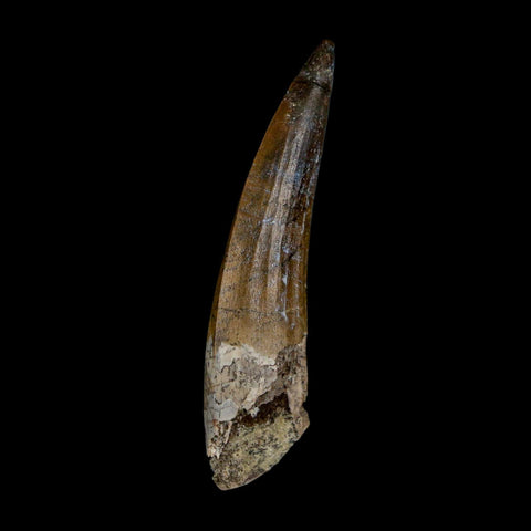 2.2" Suchomimus Fossil Tooth Cretaceous Spinosaurid Dinosaur Elraz FM Niger COA - Fossil Age Minerals