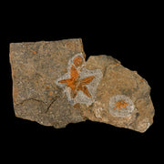 49MM Brittle Star Petraster Starfish Fossil Ordovician Age Blekus Morocco COA Stand