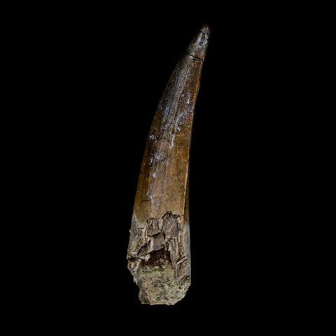 2.2" Suchomimus Fossil Tooth Cretaceous Spinosaurid Dinosaur Elraz FM Niger COA - Fossil Age Minerals