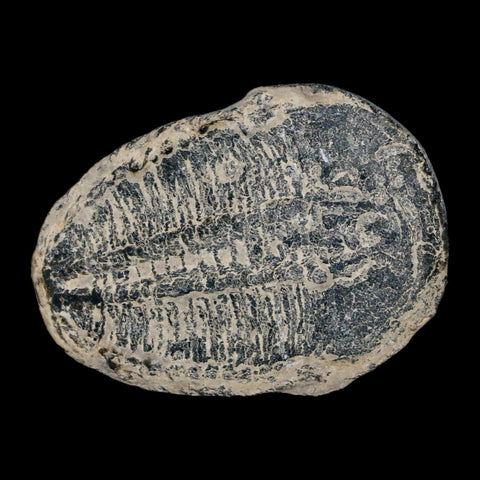 1.3" Elrathia Kingi Trilobite Fossil Utah Cambrian Age 521 Million Years Old COA - Fossil Age Minerals