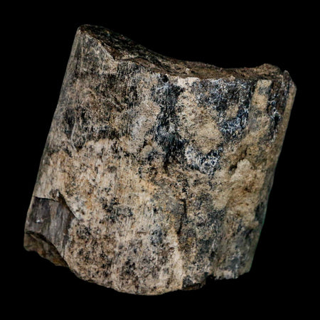 1.7" Allosaurus Fossil Rib Bone Morrison FM Colorado Jurassic Dinosaur COA Stand