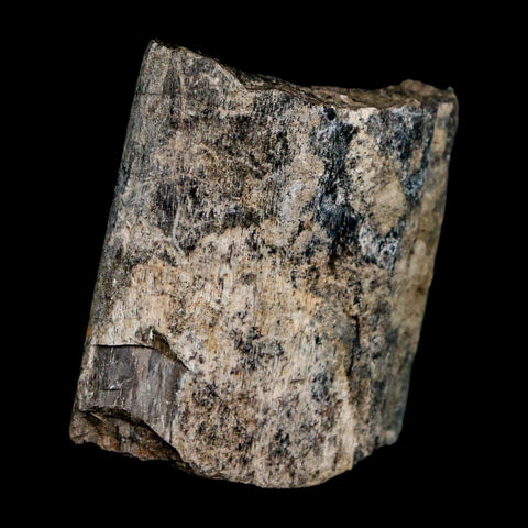 1.7" Allosaurus Fossil Rib Bone Morrison FM Colorado Jurassic Dinosaur COA Stand