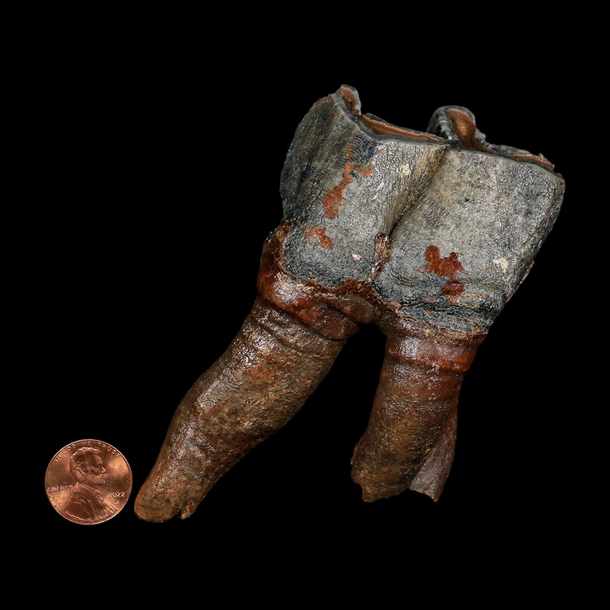 4.4" Woolly Rhinoceros Fossil Rooted Tooth Pleistocene Age Megafauna Russia COA