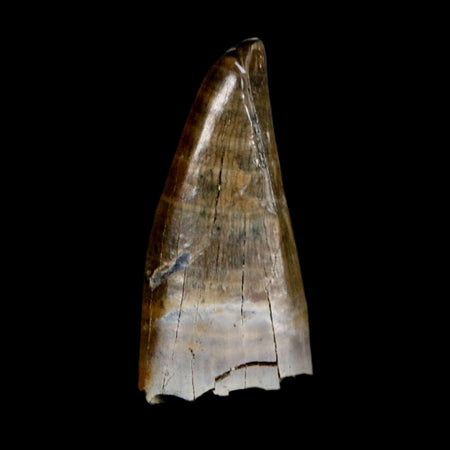 0.9" Tyrannosaur Fossil Premax Tooth Cretaceous Dinosaur Judith River FM MT COA