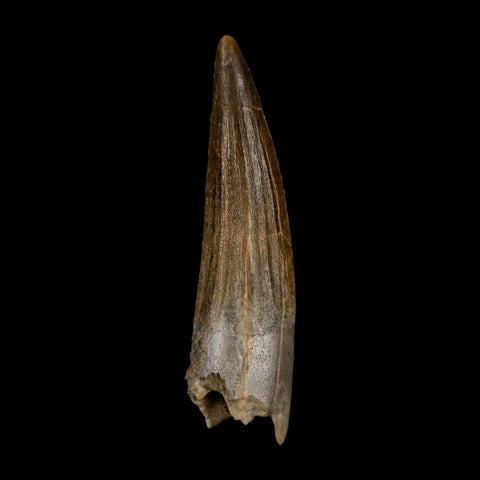1.8" Suchomimus Fossil Tooth Cretaceous Spinosaurid Dinosaur Elraz FM Niger COA - Fossil Age Minerals
