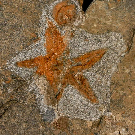 49MM Brittle Star Petraster Starfish Fossil Ordovician Age Blekus Morocco COA Stand
