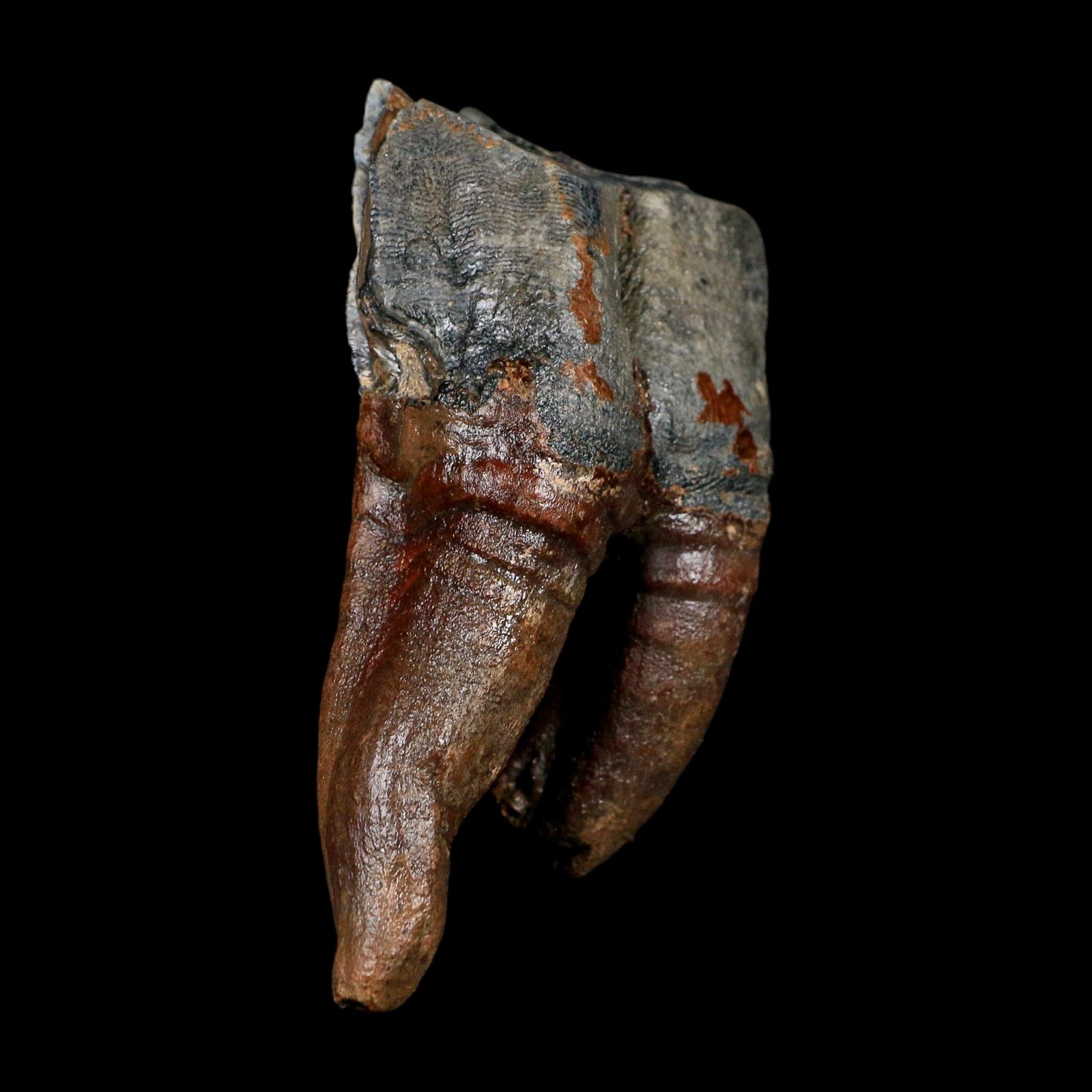 4.4" Woolly Rhinoceros Fossil Rooted Tooth Pleistocene Age Megafauna Russia COA