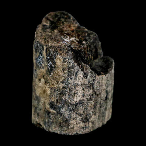 1.7" Allosaurus Fossil Rib Bone Morrison FM Colorado Jurassic Dinosaur COA Stand