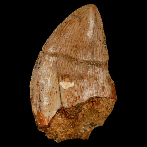 1.3" Carcharodontosaurus Fossil Tooth Cretaceous Dinosaur Morocco COA, Display - Fossil Age Minerals