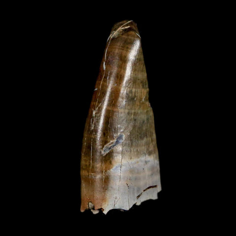 0.9" Tyrannosaur Fossil Premax Tooth Cretaceous Dinosaur Judith River FM MT COA