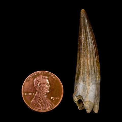 1.8" Suchomimus Fossil Tooth Cretaceous Spinosaurid Dinosaur Elraz FM Niger COA - Fossil Age Minerals