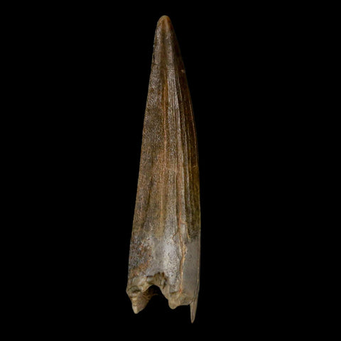 1.8" Suchomimus Fossil Tooth Cretaceous Spinosaurid Dinosaur Elraz FM Niger COA - Fossil Age Minerals