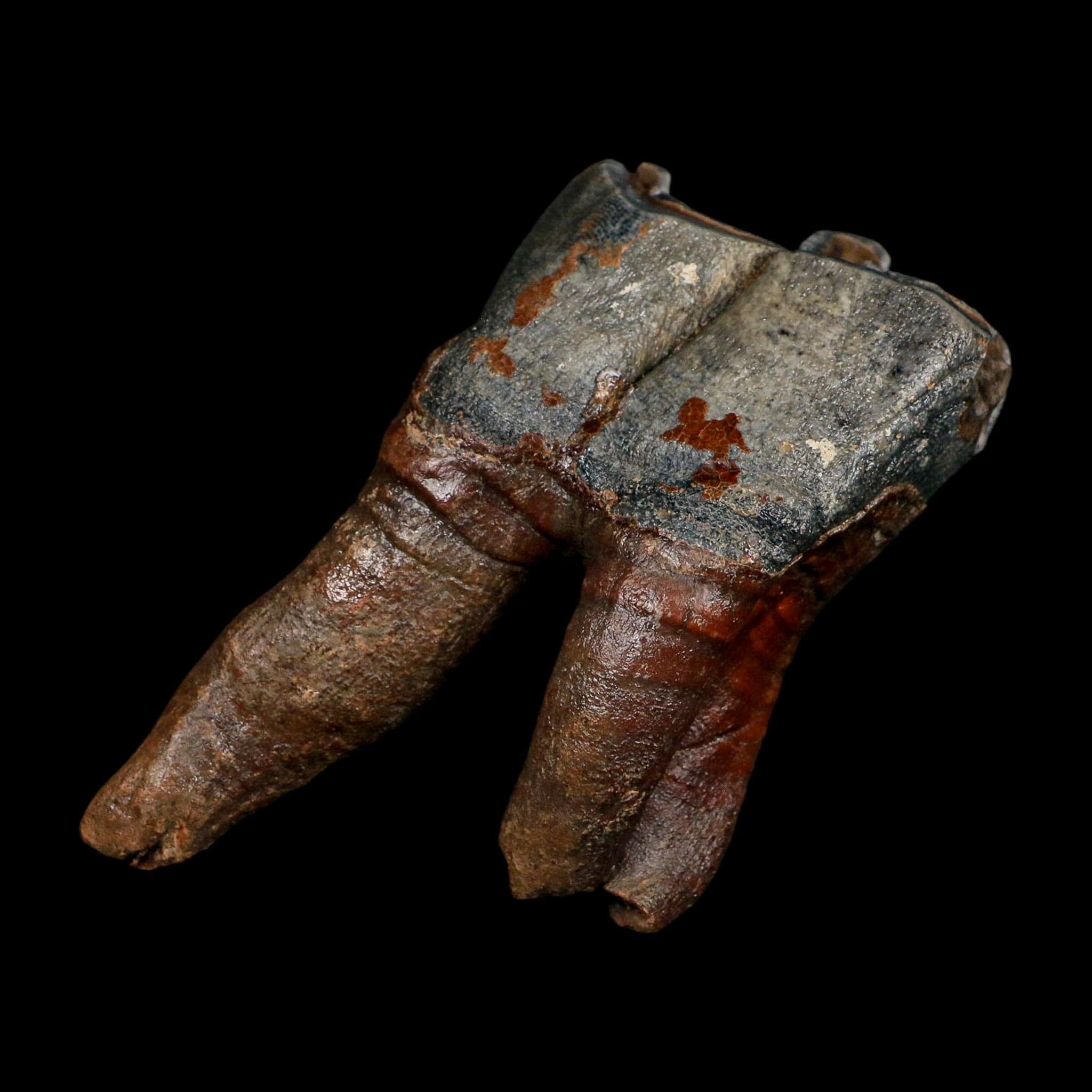 4.4" Woolly Rhinoceros Fossil Rooted Tooth Pleistocene Age Megafauna Russia COA