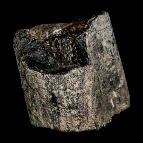 1.7" Allosaurus Fossil Rib Bone Morrison FM Colorado Jurassic Dinosaur COA Stand