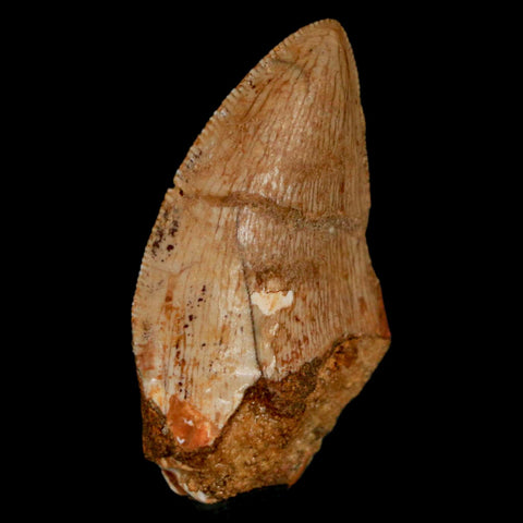 1.3" Carcharodontosaurus Fossil Tooth Cretaceous Dinosaur Morocco COA, Display - Fossil Age Minerals