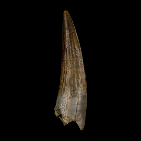 1.8" Suchomimus Fossil Tooth Cretaceous Spinosaurid Dinosaur Elraz FM Niger COA - Fossil Age Minerals