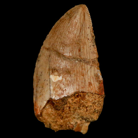 1.3" Carcharodontosaurus Fossil Tooth Cretaceous Dinosaur Morocco COA, Display - Fossil Age Minerals