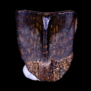 0.4" Lambeosaurus Fossil Tooth Judith River FM Montana Cretaceous Dinosaur COA